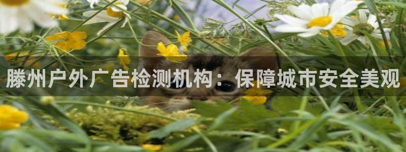 杏宇平台代理多少钱一次