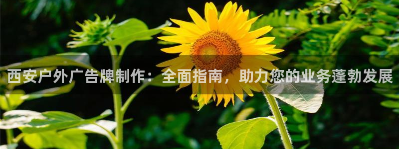 杏宇平台代理怎么样啊